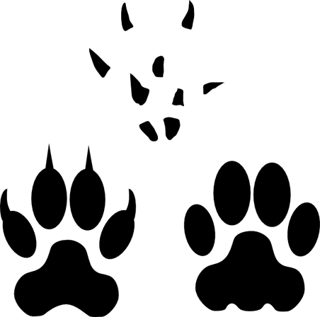 Cat Paw PNG