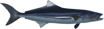 Cobia Fish PNG