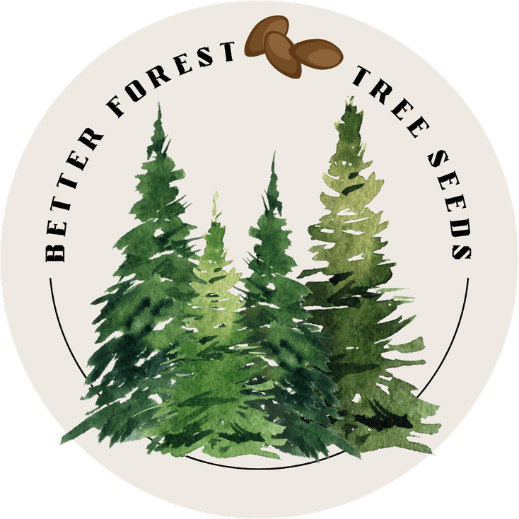 Forest Tree PNG