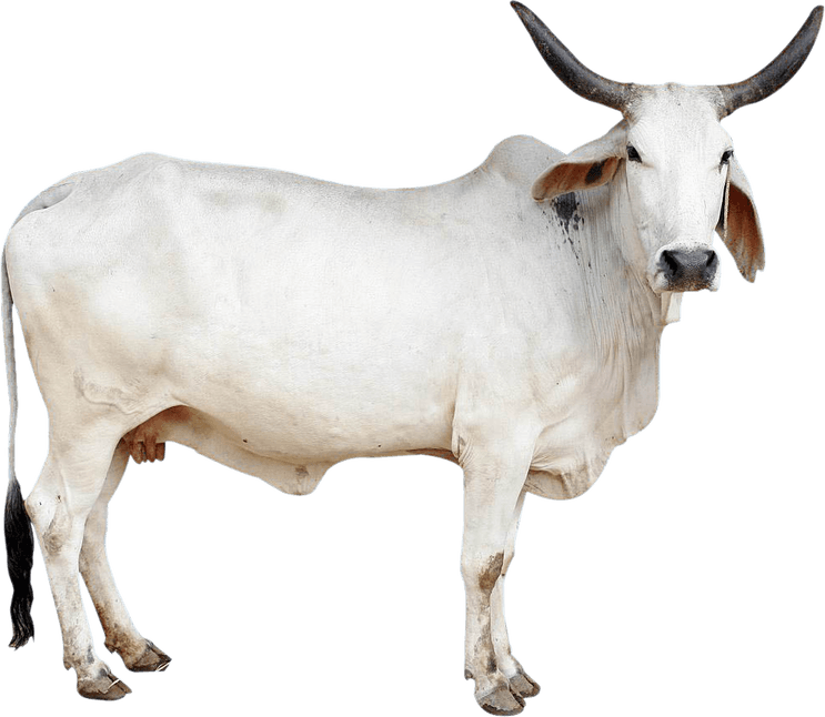Indian Cow PNG