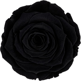 Black And White Rose PNG