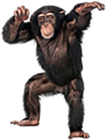 Monkey PNG