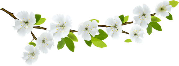 Jasmine Flower PNG