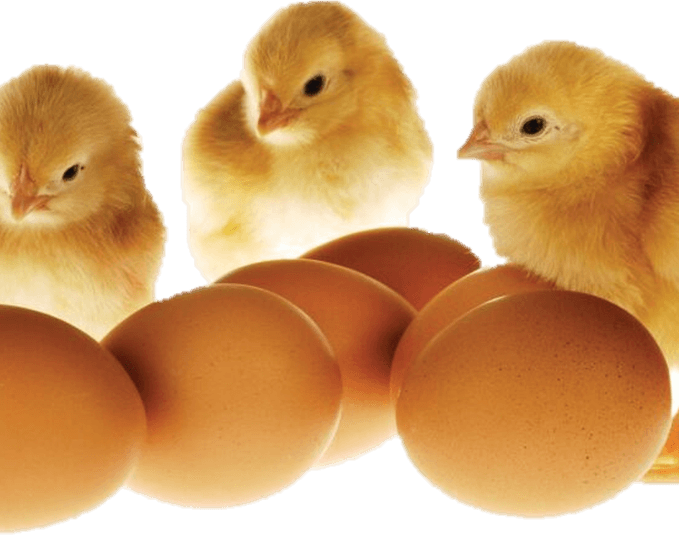 Chicken Laying Egg PNG
