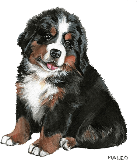 Bernese Mountain Dog PNG