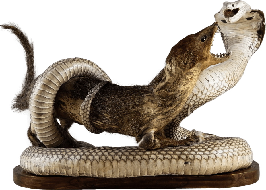 Mongooses PNG
