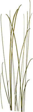 Tall Grass PNG