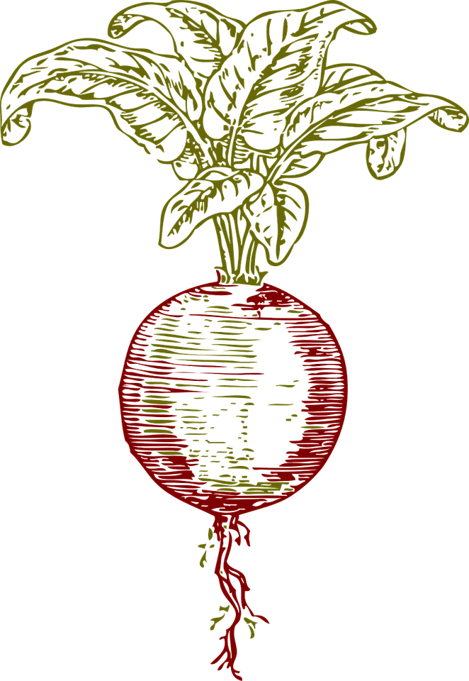 Beetroot PNG