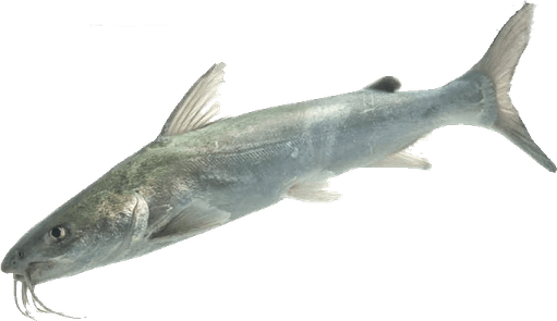 Catfish PNG
