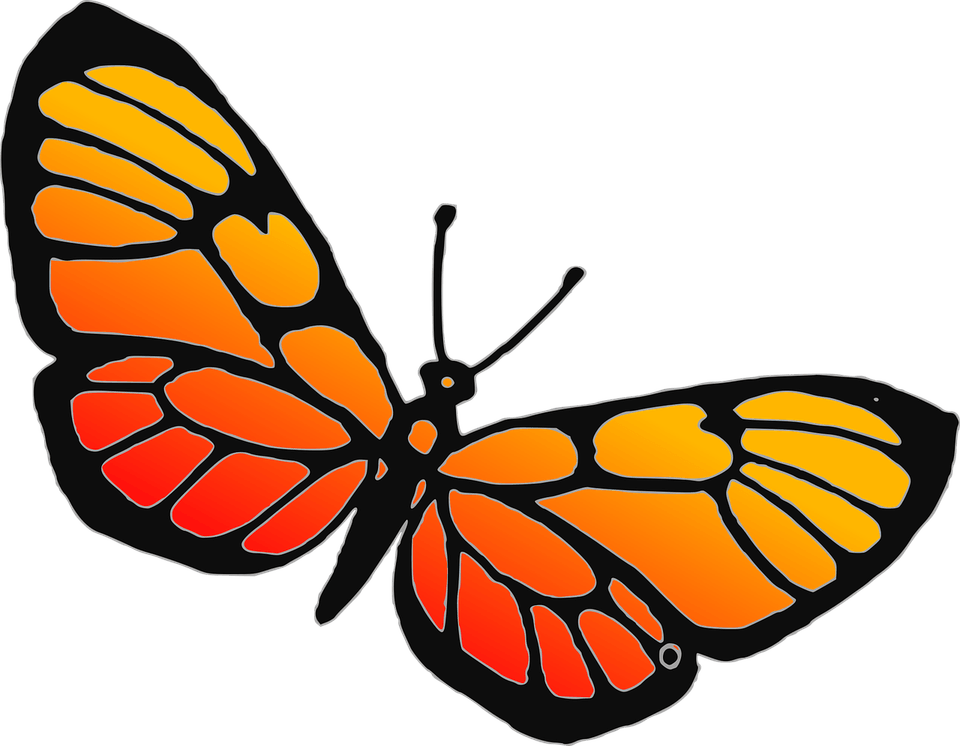 Butterfly Art PNG