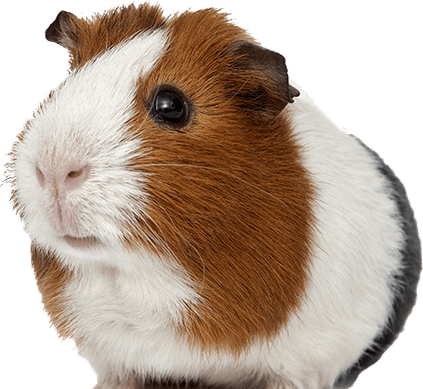 Guinea Pigs PNG
