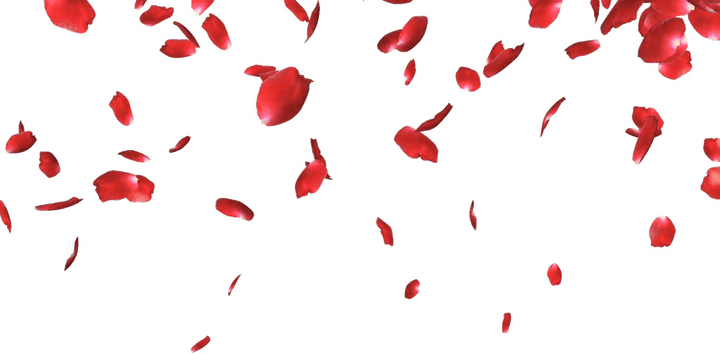Rose Petals PNG