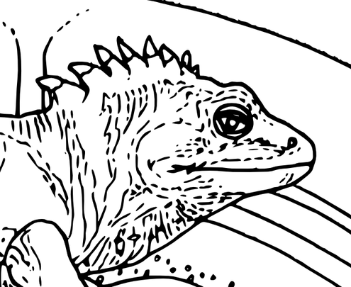 Tuataras PNG