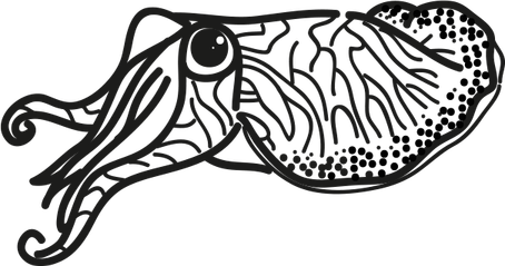 Cuttlefishes PNG
