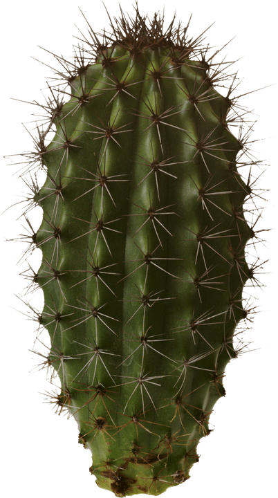 Cactus PNG