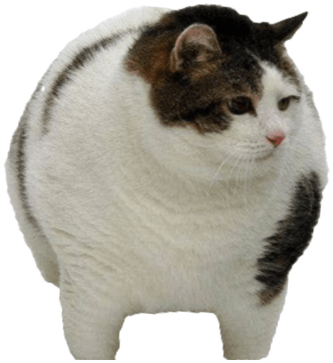 Cursed Cat PNG
