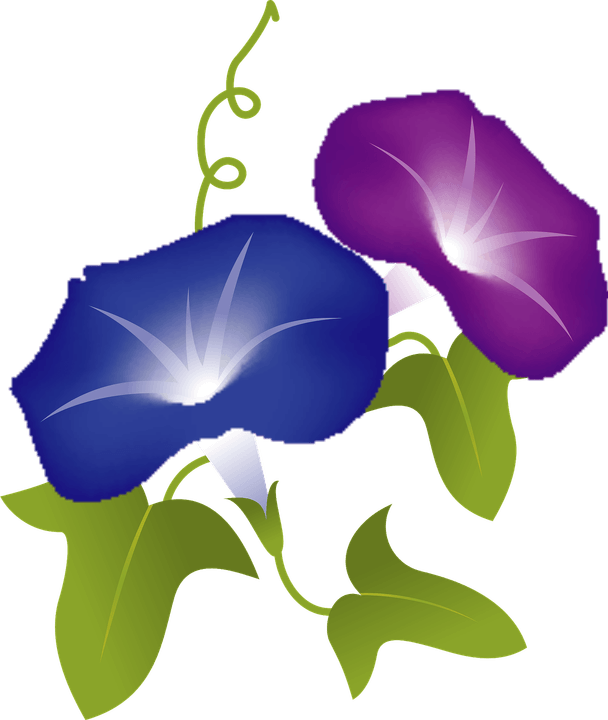 Morning Glory Flower PNG