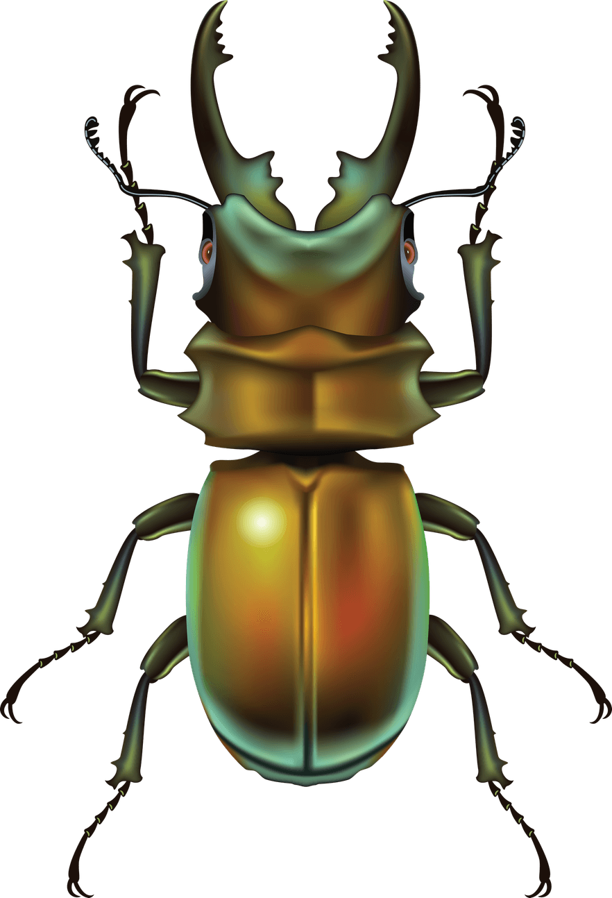 Cute Insect PNG