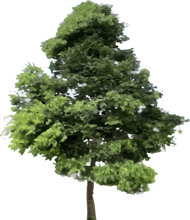 Ironwood Tree PNG