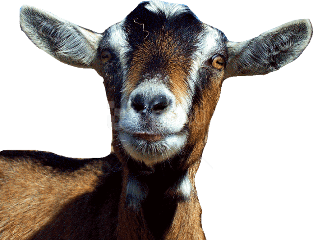 Goat Head PNG