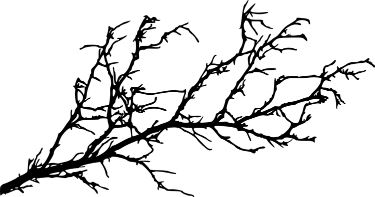 Branches PNG