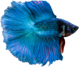 Betta Fish PNG