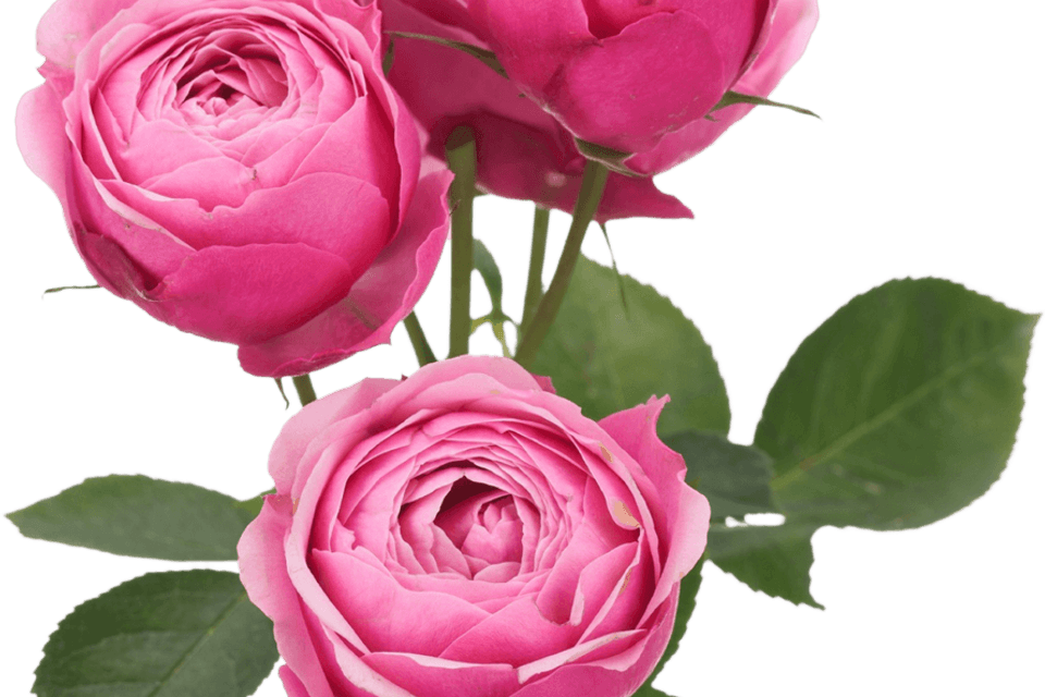 Deep Pink Rose PNG