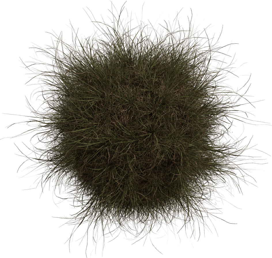 Top View Grass PNG