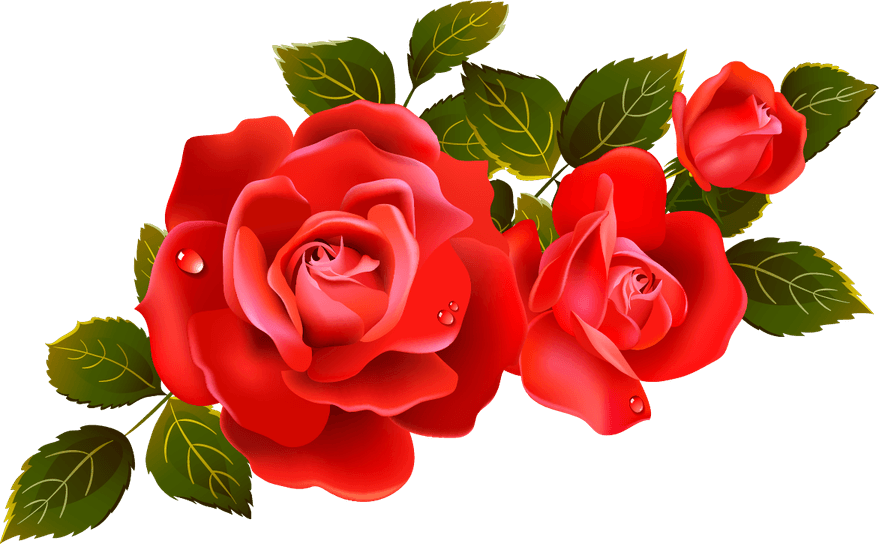 Red Rose PNG