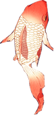 Koi Fish PNG
