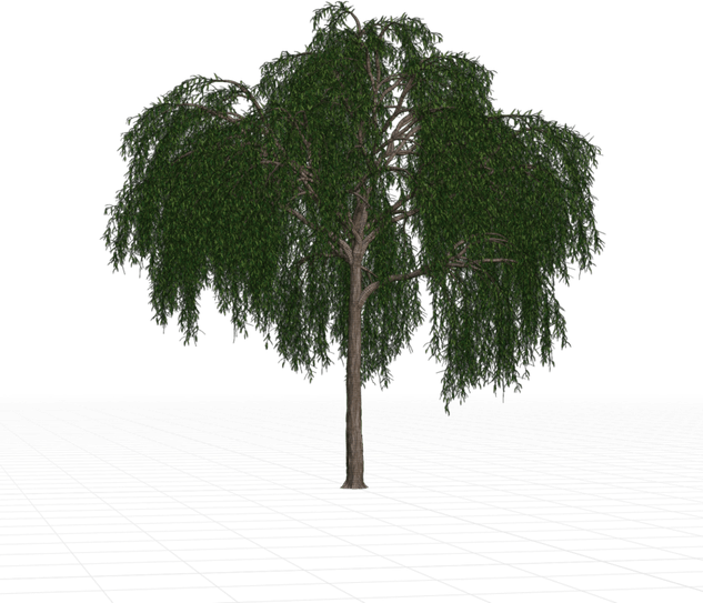Willow Tree PNG