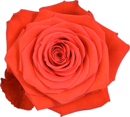 Paper Rose PNG