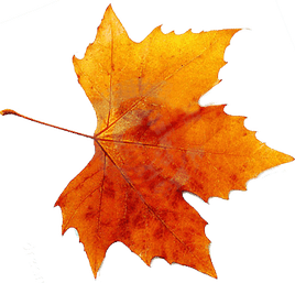 Autumn PNG