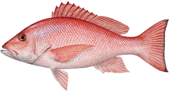 Fish PNG