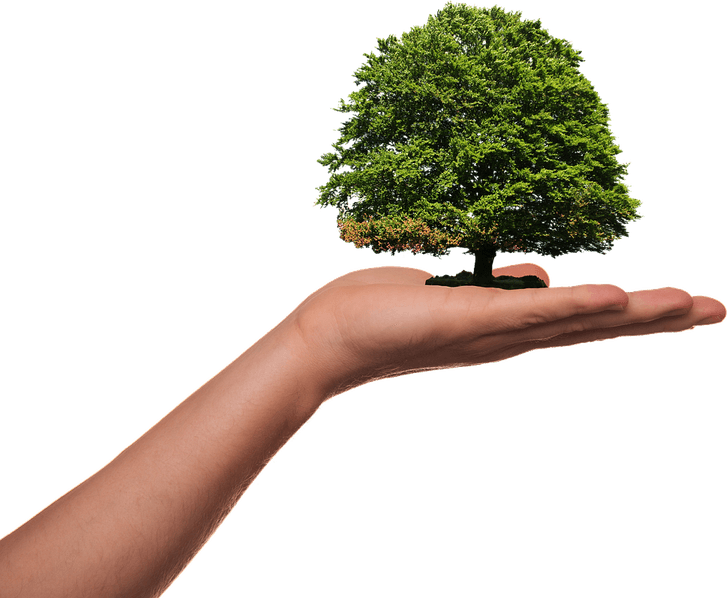 Hand With Tree PNG