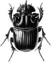 Beetle PNG