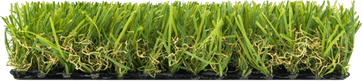 Little Grass PNG
