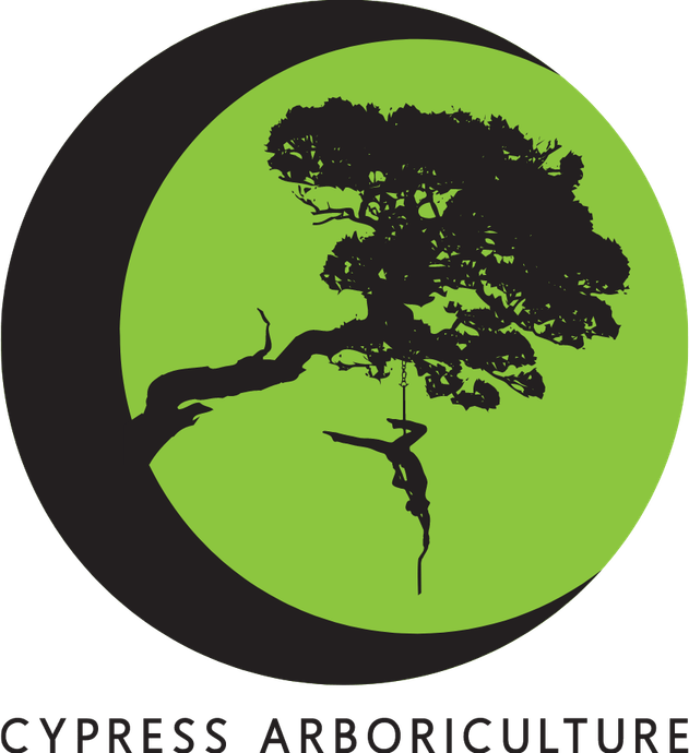 Aerial Tree PNG