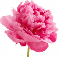 Geranium PNG