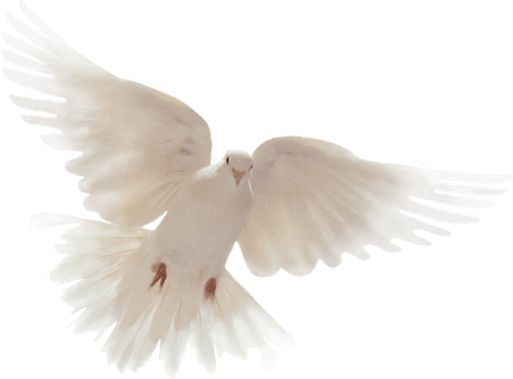 Holy Spirit Fire Dove PNG