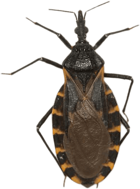 Kissing Bug PNG
