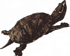 Snapping Turtle PNG