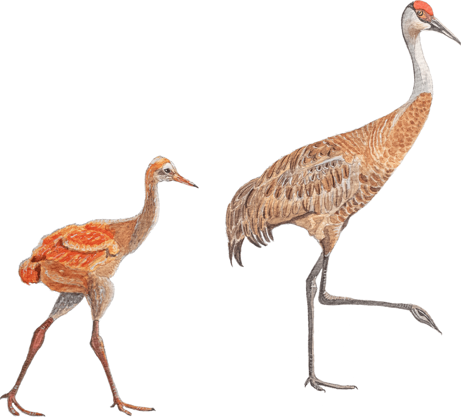 Crane Bird PNG