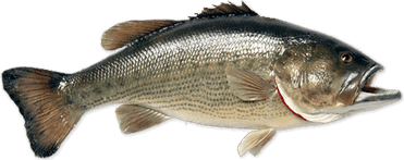 Bass Fish PNG