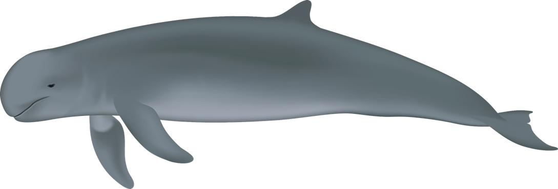 Amazon River Dolphin PNG