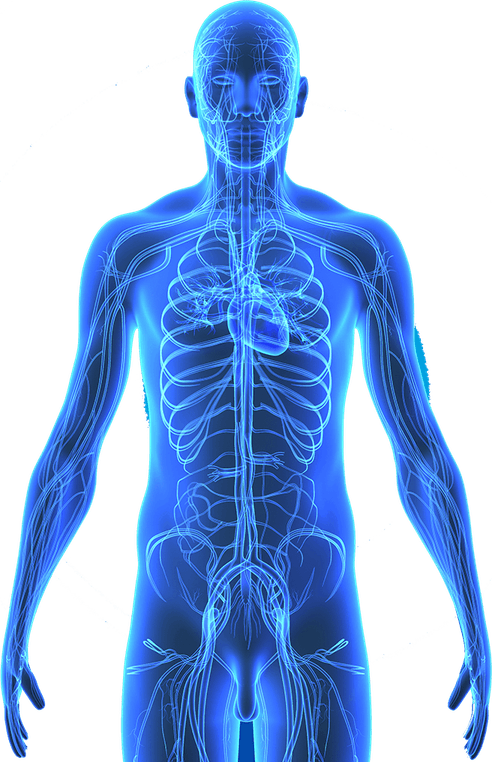 Body PNG