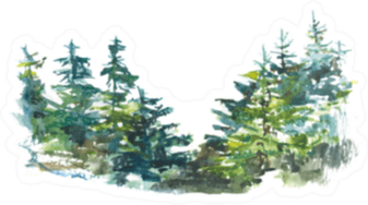 Watercolor Pine Tree PNG