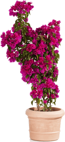 Bougainvillea Flower PNG