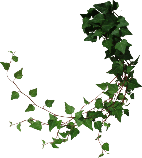 Vines PNG