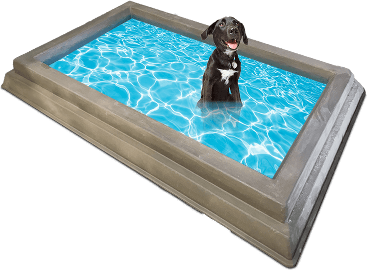 Swimming Dog PNG